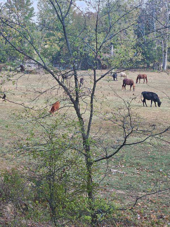 Pasture, Hay, Timber, Row Crop, Hunting Land Auction Image