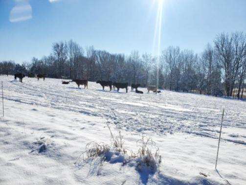 Pasture, Hay, Timber, Row Crop, Hunting Land Auction Image