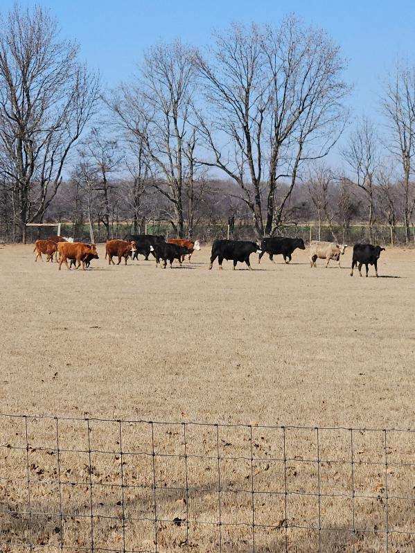 Pasture, Hay, Timber, Row Crop, Hunting Land Auction Image