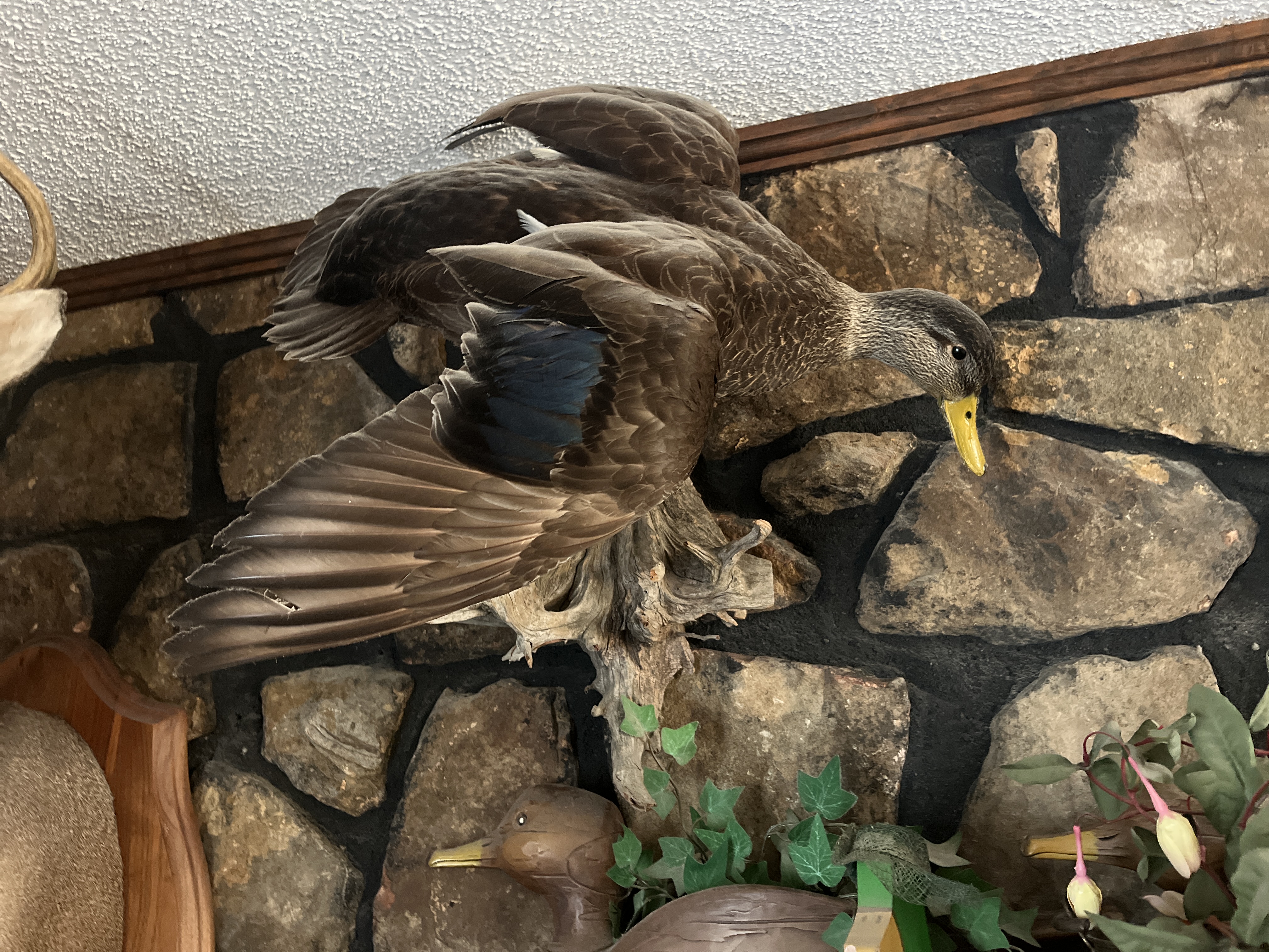 Living Estate of Ms Mary Schug Image